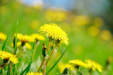Çayırda sarı çiçekli karahindiba. Güneşte bahar çiçeği.