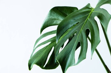 Beyaz arka planda moda bitki canavarı. Moda olan ev bitkisi tropikal canavar deliciosa. Yeşil yaprak, kapat.