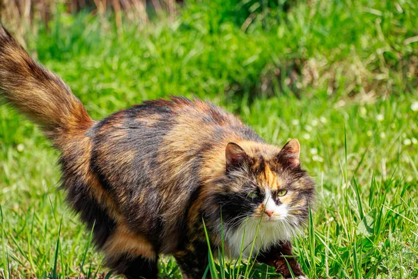 Gato Doméstico Esponjoso Camina Sobre Hierba Primavera Mascota Por Primera — Foto de Stock