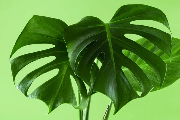 Green Leaves Monstera Colored Pastel Background Trendy Tropical Plant Summer — Stock Photo, Image