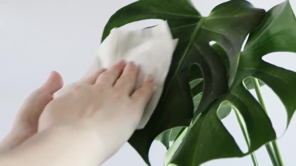 Femme prend soin de la plante maison Monstera. Les mains époussettent les grandes feuilles vertes de la plante. Fleur tendance en pot pour l'intérieur minimaliste de la maison. — Video