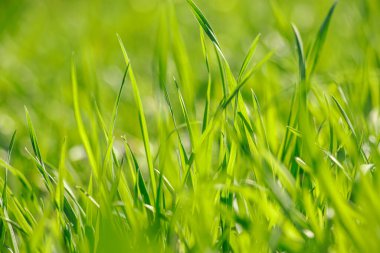 Baharda taze yeşil çimenler. Güneşte yeşillik. Soyut doğal arkaplan.