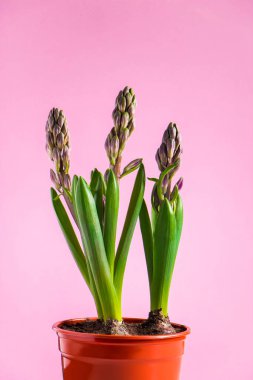 Pembe arka planda saksıda bahar sümbülü. Henüz keşfedilmemiş çiçek tomurcukları.