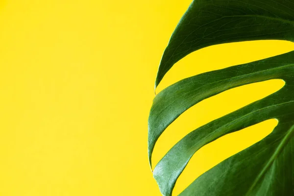 Monstera on colored yellow background. Trending houseplant tropical monstera deliciosa. Green leaf close up. Copy space.