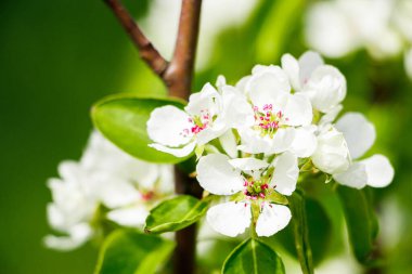 Dalda kiraz çiçekleri. Bahçede çiçek açan ağaç.