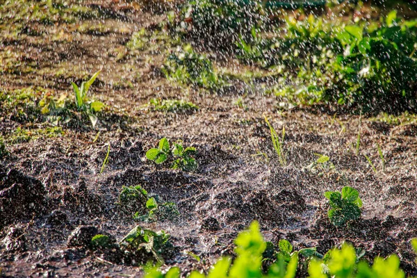 Güneşe Sıçratmak Yaz Yağmuru Tohumlar Bahçede Yetişir — Stok fotoğraf