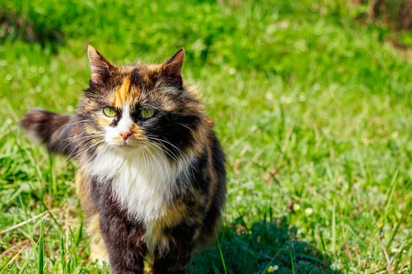 Kucing Domestik Berbulu Berjalan Rumput Musim Semi Pet Untuk Pertama — Stok Foto