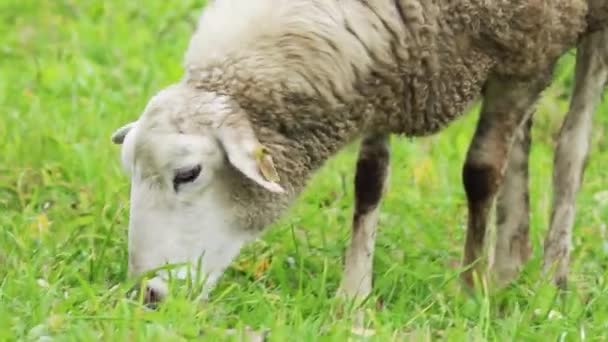 Las ovejas pardas domésticas comen hierba en los pastos. Criar animales en la granja. El rebaño de ovejas está mordisqueando hierba verde en el campo. Vida rural en el campo. — Vídeo de stock