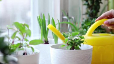 Kadın ev bitkilerini suluyor. Esrar bitkisi bakımı. Ev ve boş vakitler. Çevre dostu yaşam tarzı.