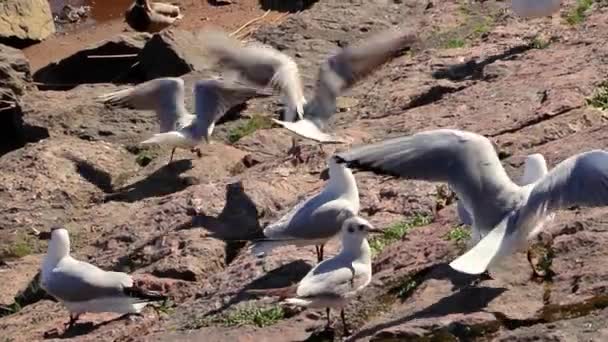 Σμήνη από γλάρους που ψάχνουν για τροφή στην ακτή. Παρατήρηση πουλιών την καλοκαιρινή μέρα. — Αρχείο Βίντεο