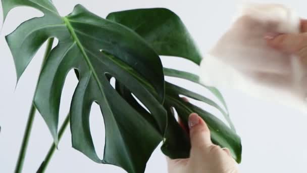 Femme prend soin de la plante maison Monstera. Les mains époussettent les grandes feuilles vertes de la plante. Fleur tendance en pot pour l'intérieur minimaliste de la maison. — Video