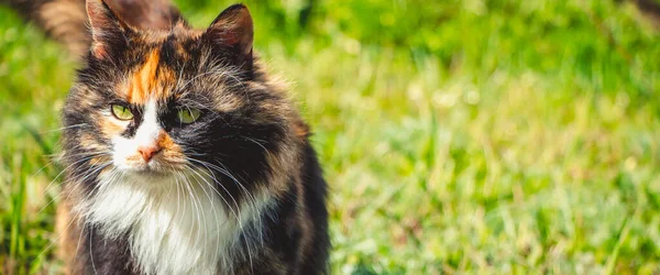 Fluffy gatto domestico cammina su erba primaverile. Animali domestici per la prima volta in natura. — Foto Stock
