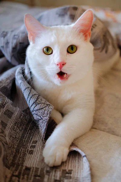 White Cat Green Eyes Open Mouth Lies Grey Blanket — Stock Photo, Image