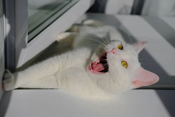 Yeşil Gözlü Beyaz Kedi Pencere Eşiğinde Yatar Bağırır — Stok fotoğraf