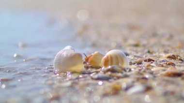 Kumsalda deniz kabukları boğuluyor. Gün batımında yakın çekim