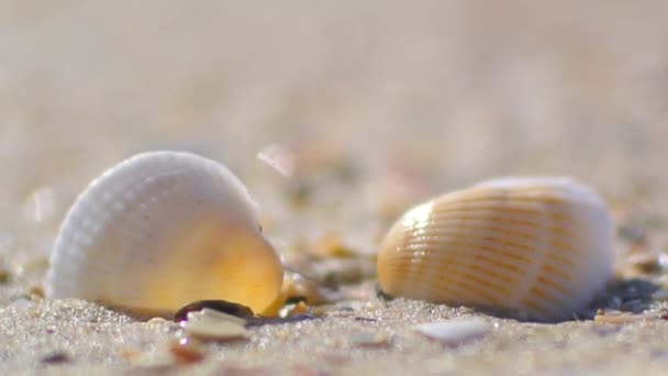 Skorupa na piaszczysty plaża tonę w morze. Zbliżenie o zachodzie słońca — Wideo stockowe