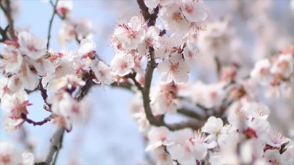 Kvetoucí strom zblízka za slunečného dne vedle modré oblohy — Stock video