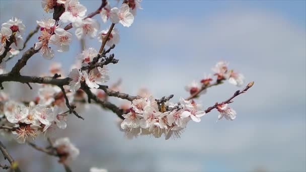 Albero in fiore da vicino nella giornata di sole vicino al cielo blu — Video Stock