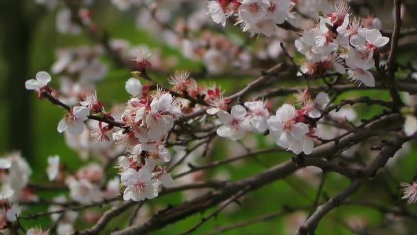 Albero in fiore da vicino nella giornata di sole vicino al cielo blu — Video Stock