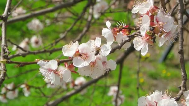 Bloeiende boom sluiten op zonnige dag naast de blauwe hemel — Stockvideo