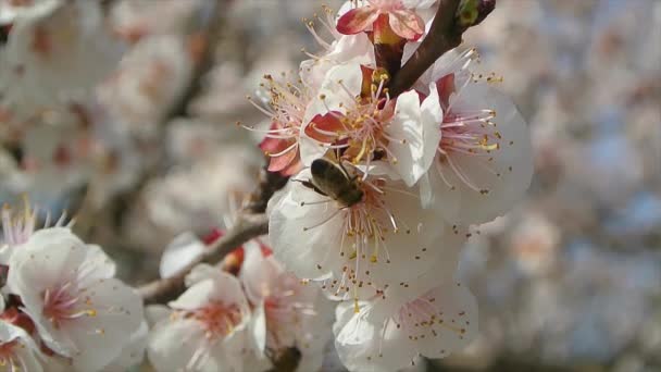 Blossoming tree close up at sunny day next to blue sky — Stock Video