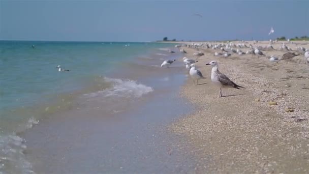 Möwenporträt Das Sonnigen Sommertagen Ohne Menschen Meer Spaziert — Stockvideo