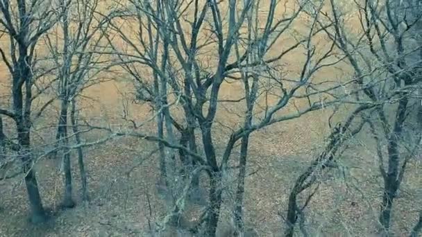 Drone Volare Buio Alberi Lunatici Foresta Autunno Senza Foglie — Video Stock