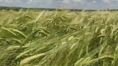 Güneşli bir günde rüzgarda savrulan buğday dalları