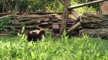 Sabahları yeşil çimlerde otlayan tavuklar