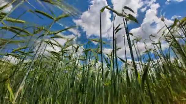 Колючки Пшеницы Раскачиваются Ветру Солнечный День — стоковое видео