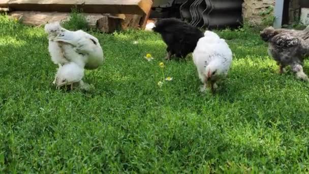 Chickens Grazing Green Grass Morning Sun — Vídeo de stock