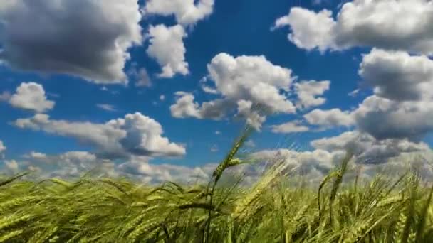 Kotouče Pšenice Houpají Větru Slunečného Dne — Stock video