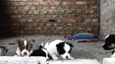 Cute puppies look at camera and bustle hustle
