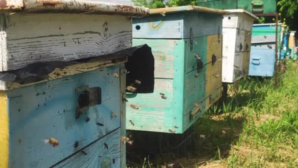 Rij Van Bijenkorven Tijdens Het Verzamelen Van Stuifmeel Huis — Stockvideo