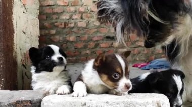 Cute puppies look at camera and bustle hustle