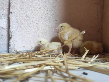 Cute little chickens on the farm indoors