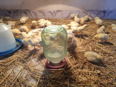 Cute little chickens on the farm indoors