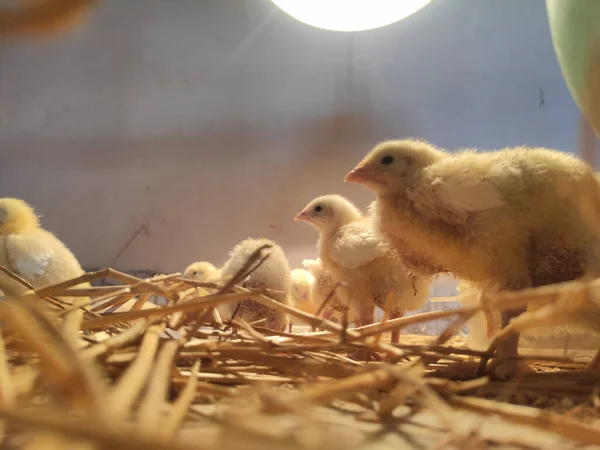 Cute little chickens on the farm indoors