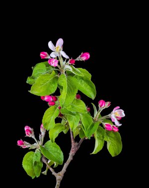 Siyah arka planda tomurcukları olan çiçek açan elma dalı