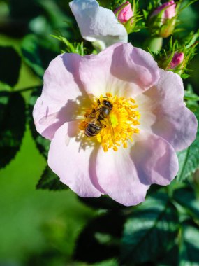 Arı çiçekli pembe gülde bal toplar.