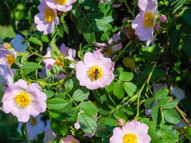 Çiçek açan pembe bir köpek ve onu dölleyen bir arı.