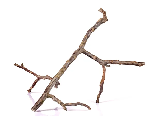 Trockener Zweig Eines Walnussbaums Isoliert Auf Weiß — Stockfoto