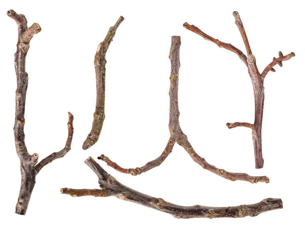 Set of macro dried tree twigs isolated on white background