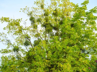 Mistletoe on green tree against the background of the sky
