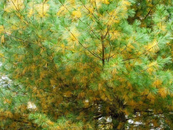 Takken Van Een Naaldboom Met Lange Gele Groene Naalden — Stockfoto