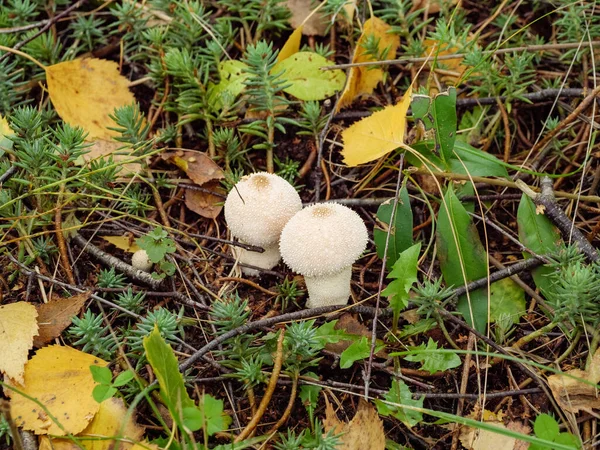 White Rainforest Raincoat Mushrooms Grass Leaves — Stock Photo, Image