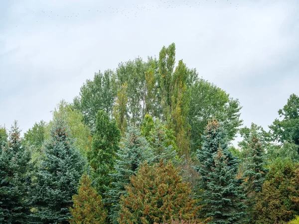 Szczyty Drzew Liściastych Iglastych Tle Nieba — Zdjęcie stockowe