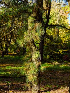 Parkta uzun iğneler bulunan eğri bir çam ağacı.