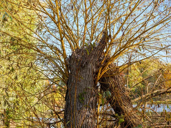 Träd Bryts Hälften Över Vatten Efter Storm — Stockfoto