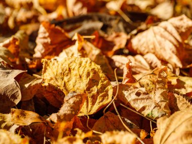 Sonbaharın düşen yaprakları katmanlar halinde dağılmış.